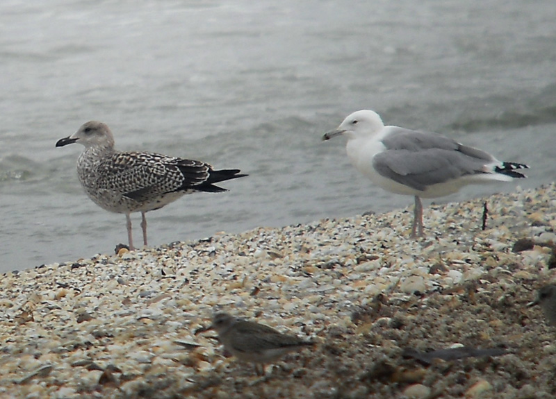 larus 1 - Kopie.JPG