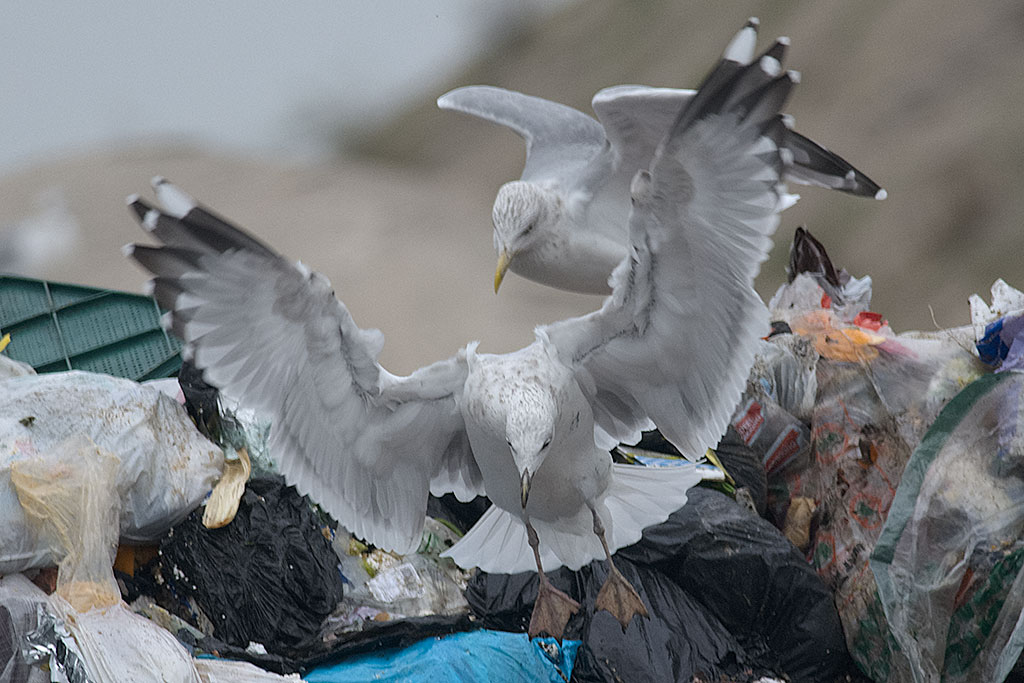 larus-20131008e.jpg