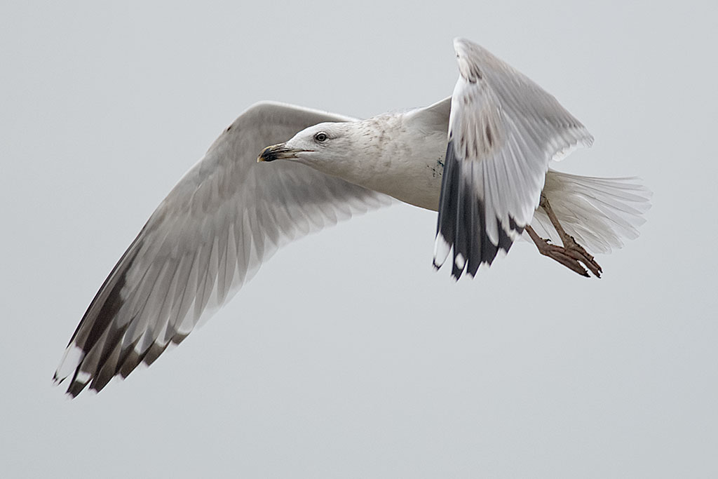 larus-20131008c.jpg