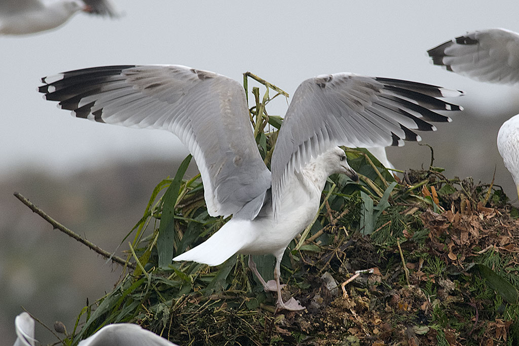 larus-20131008a.jpg