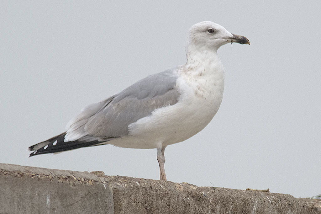 larus-20131008d.jpg