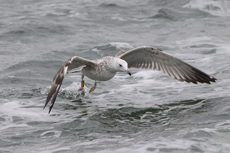 cachinnans_1kj_2013_10_1_Noordzee_PLVE_1.jpg