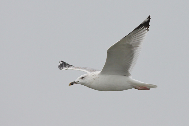 cachinnans_2013_10_19_Noordzee_4kj_.jpg