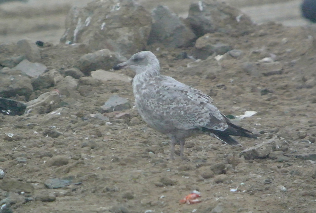 Gaviota Argentea 1b.jpg