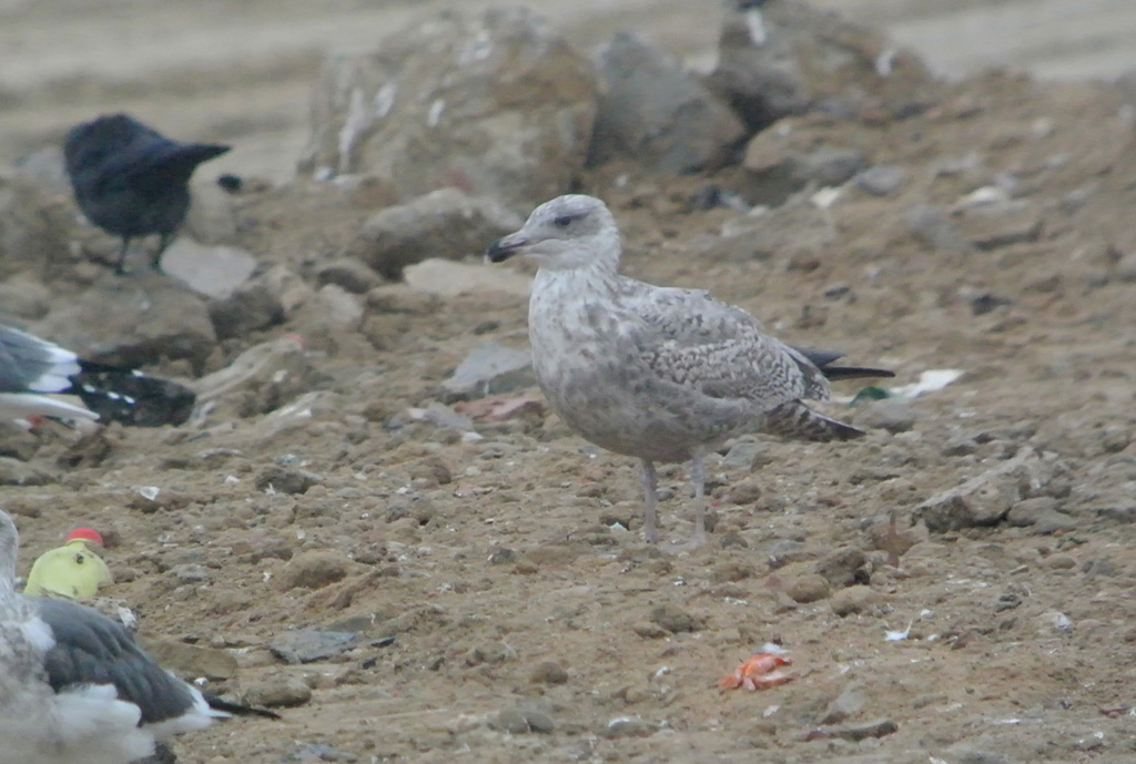 Gaviota Argentea 1f.jpg