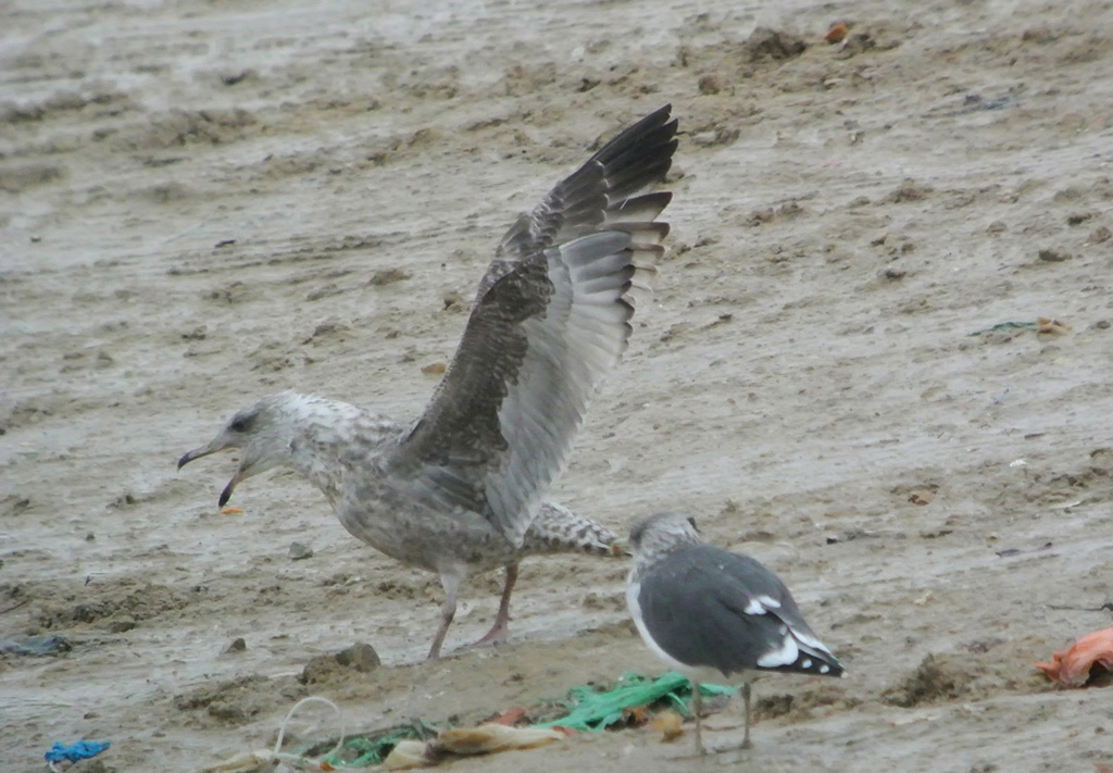 Gaviota Argentea 1h.jpg