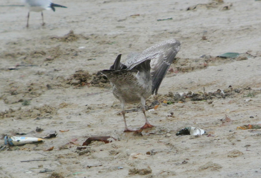 Gaviota Argentea 1i.jpg