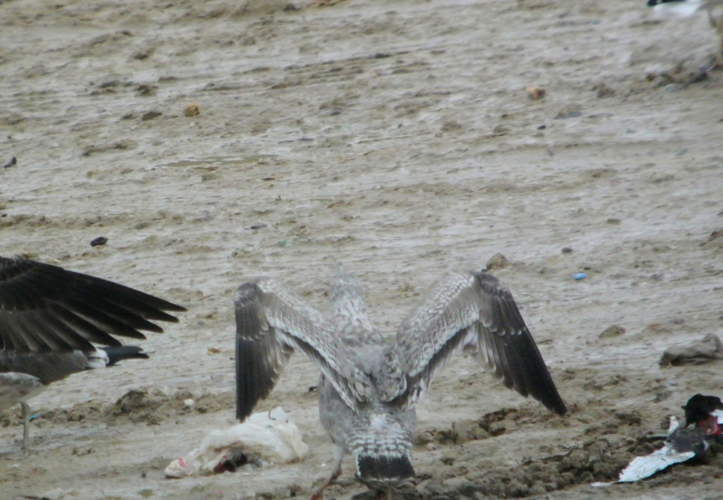 Gaviota Argentea 1j.jpg