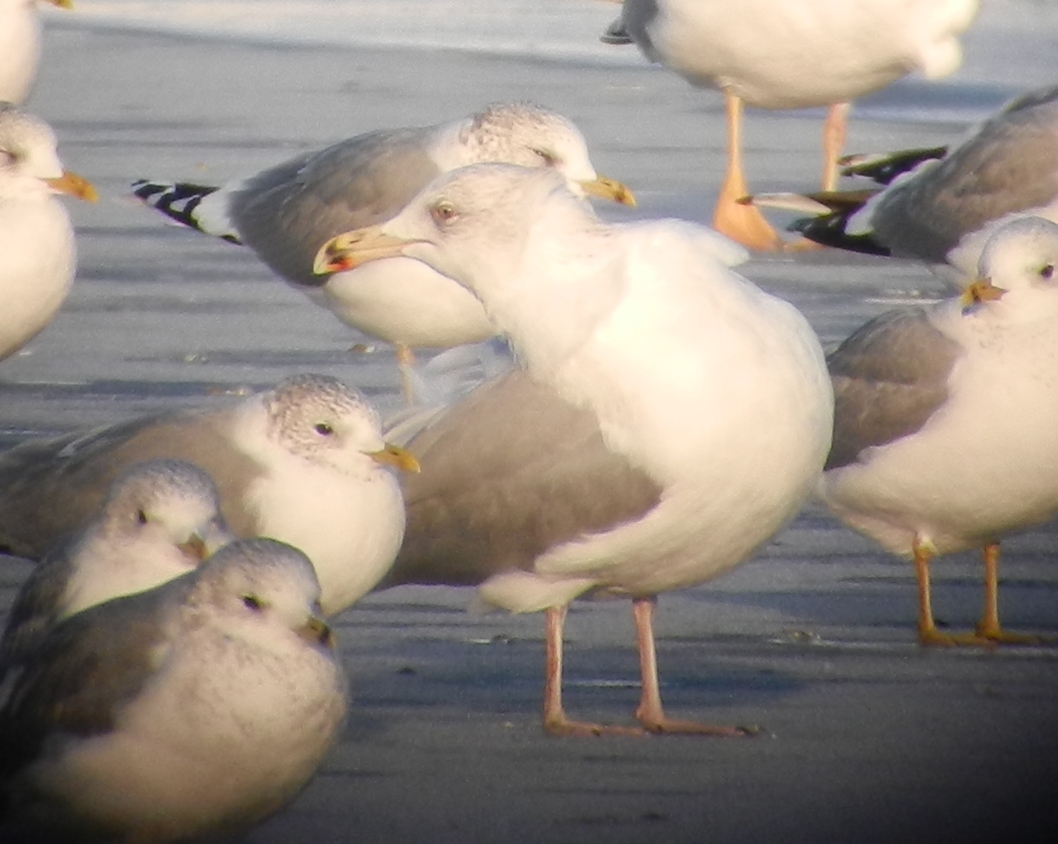 Larus 25 12 2013 095.JPG