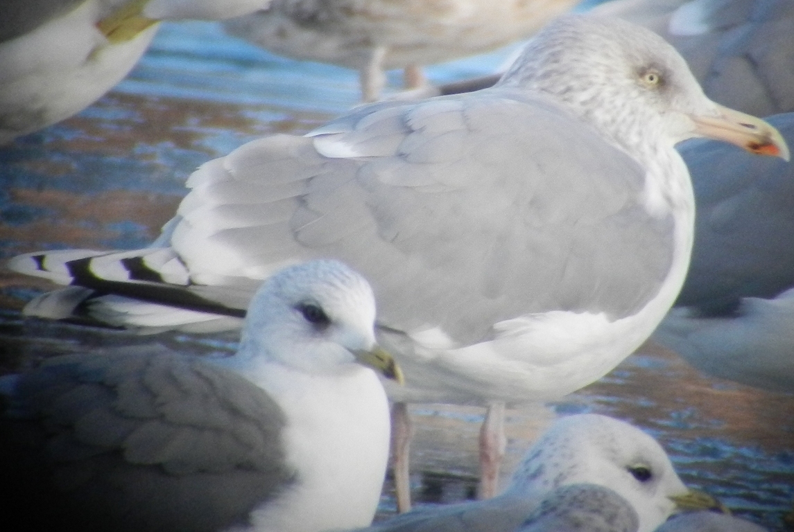 Larus 25 12 2013 134.JPG