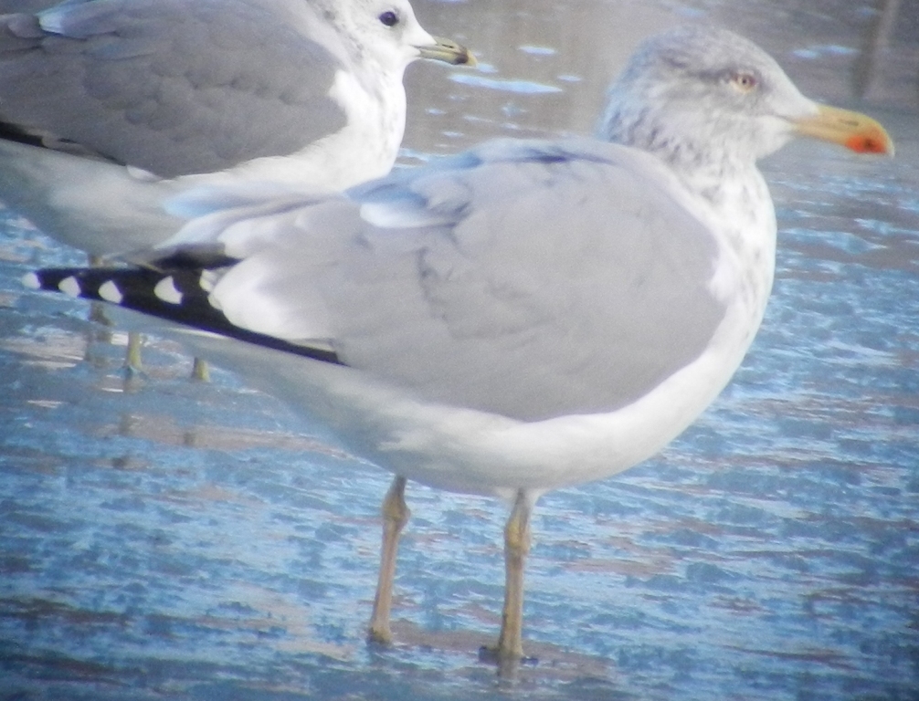 Larus 25 12 2013 203.JPG