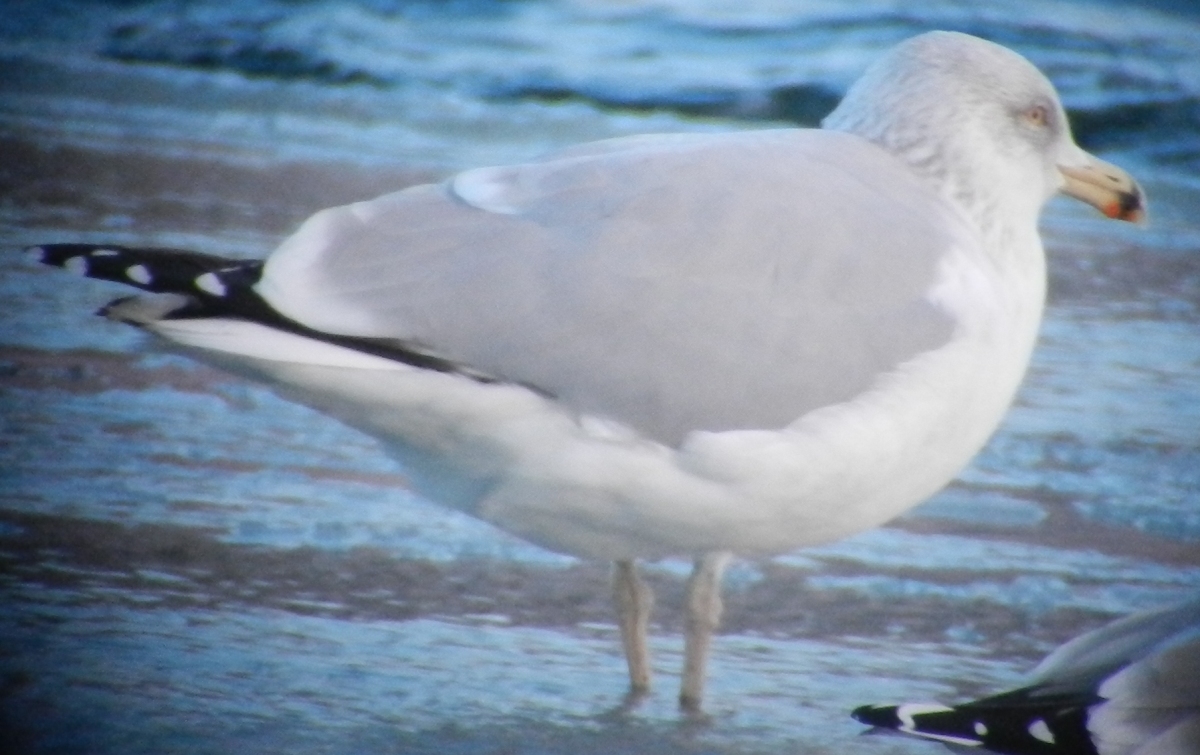 Larus 25 12 2013 264.JPG