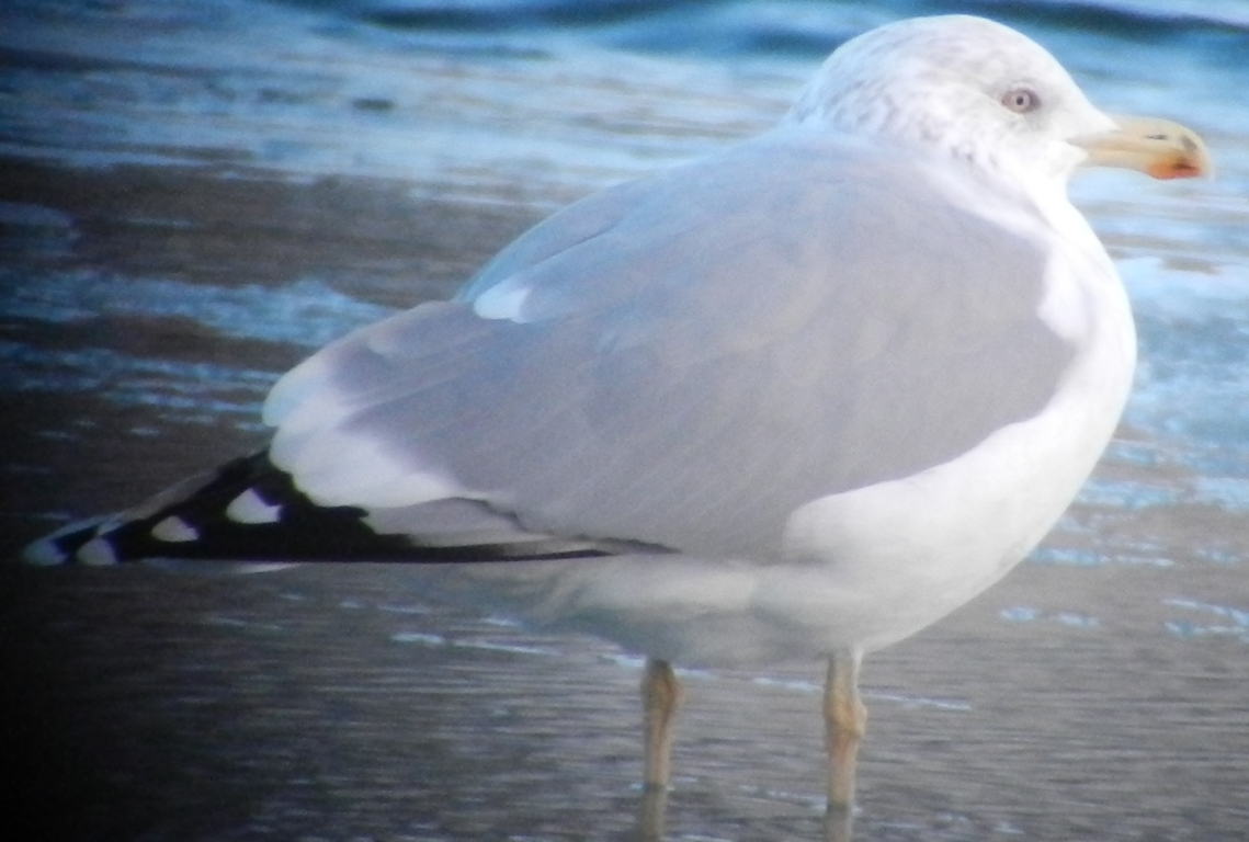 Larus 25 12 2013 279.JPG