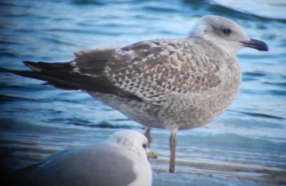 Larus argentatus 25 12 2013 275.JPG