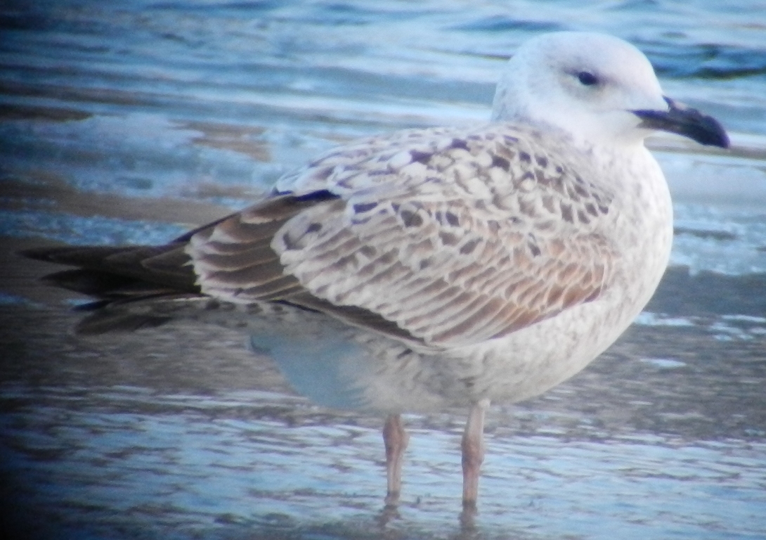 Larus cachinnans 25 12 2013 278.JPG