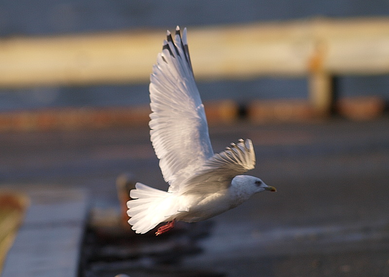 2012-11-dark-gull-a4.jpg