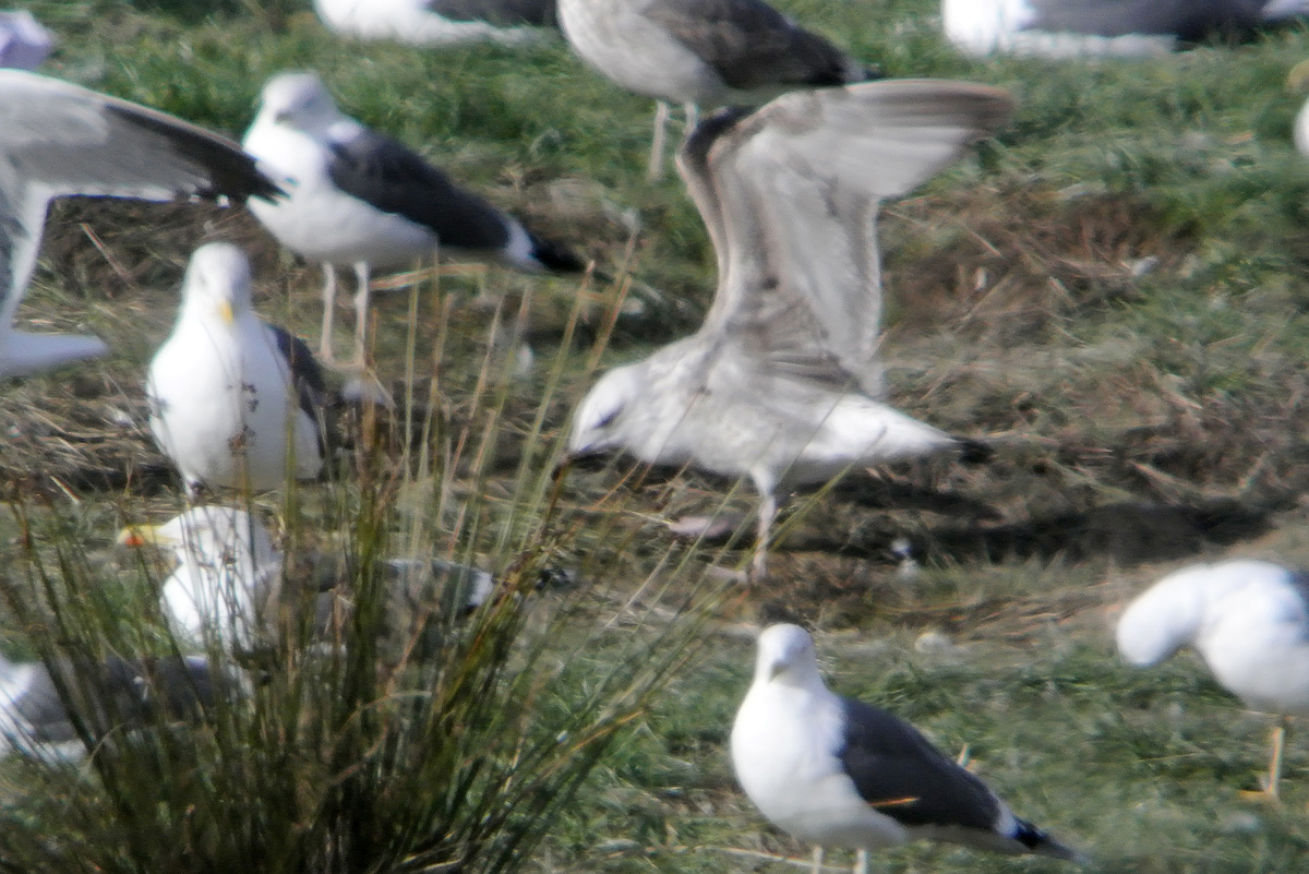 Gaviota Cáspica d w.jpg