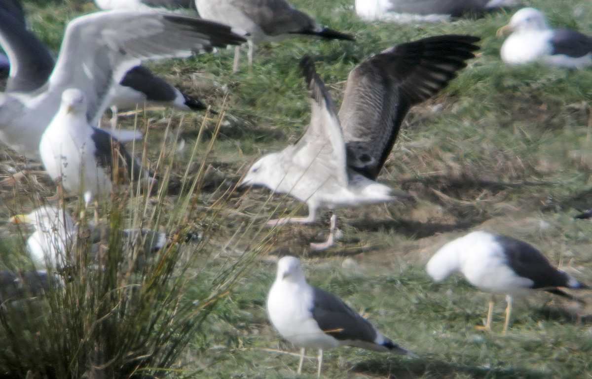 Gaviota Cáspica f w.jpg