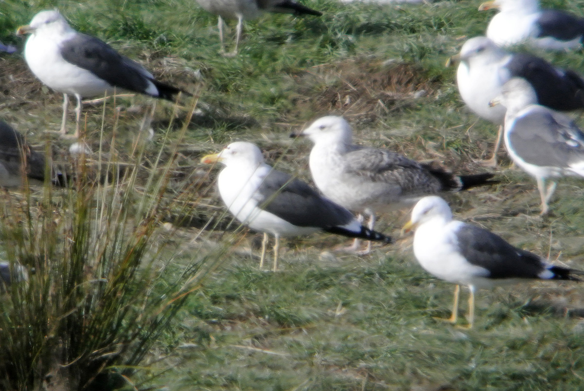 Gaviota Cáspica h w.jpg