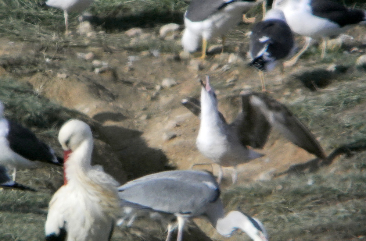 Gaviota Cáspica i w.jpg