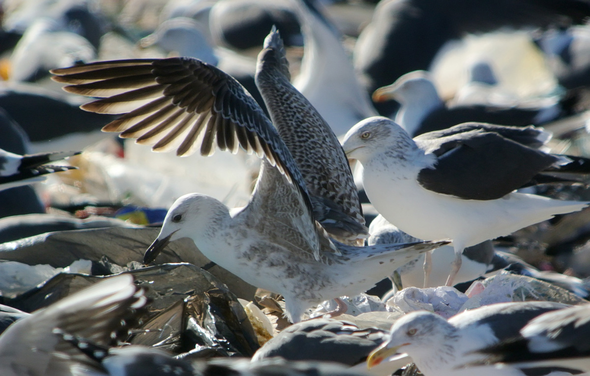 Gaviota Patiamrilla dw.jpg