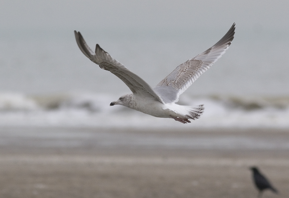 hg4cy20140218katwijk_7853.jpg