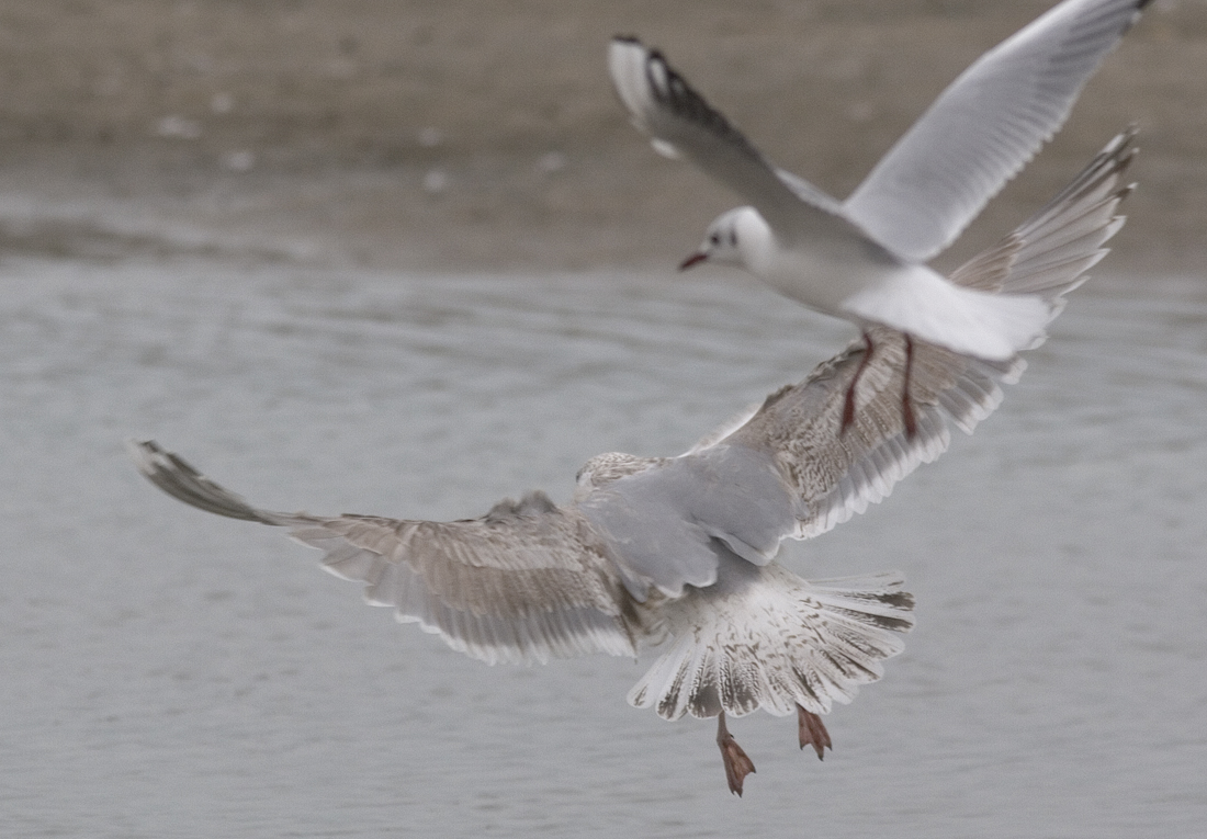 hg4cy20140218katwijk_7861.jpg