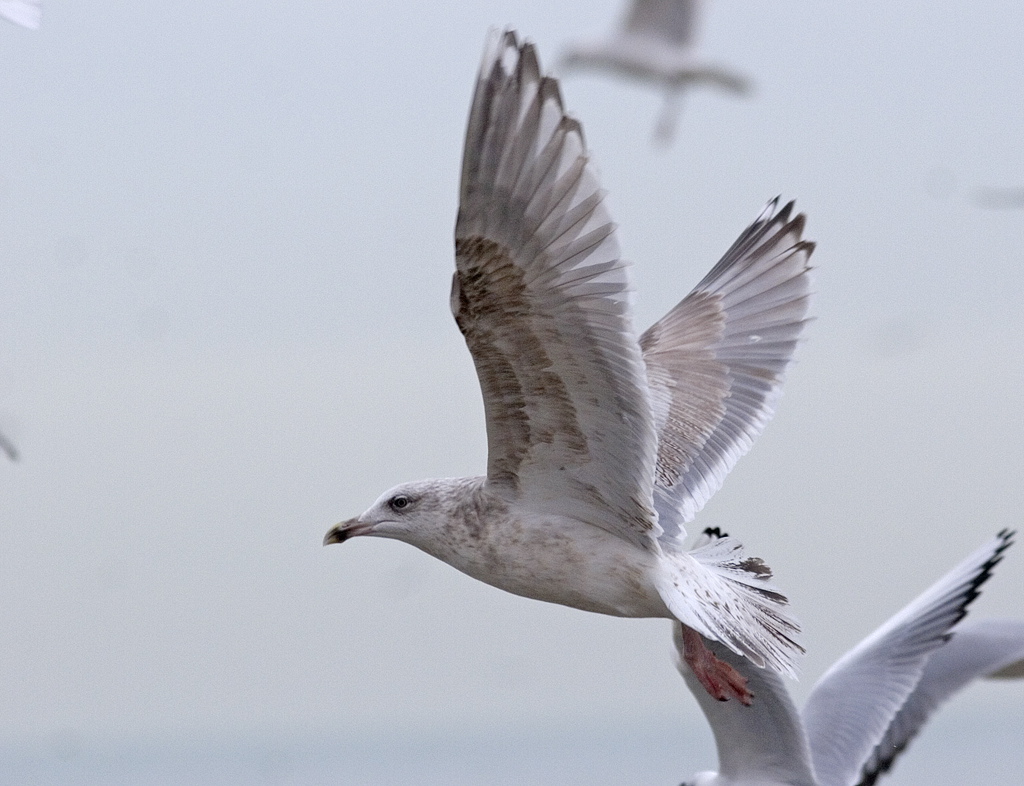 hg4cy20140218katwijk_7937.jpg