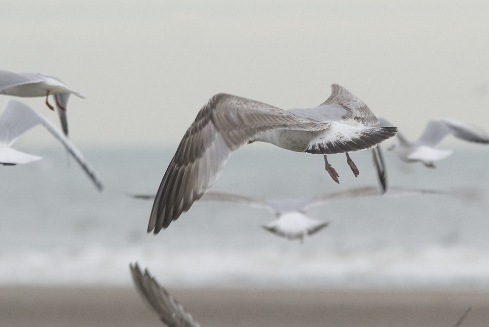 hg4cy20140218katwijk_8039.jpg