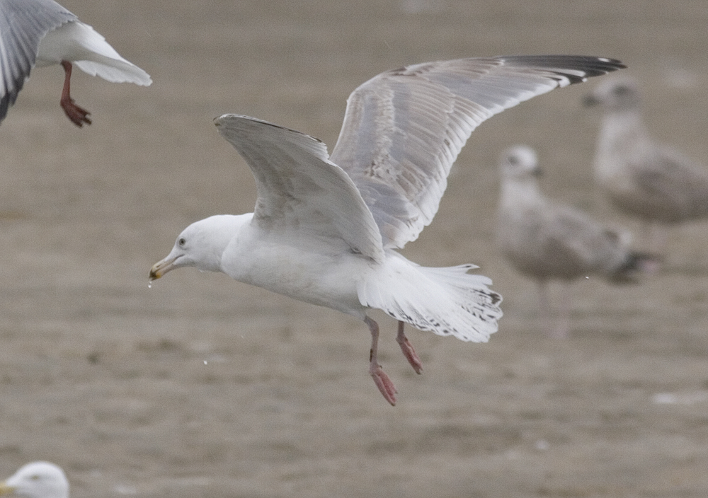 hg4cy20140218katwijk_8071.jpg