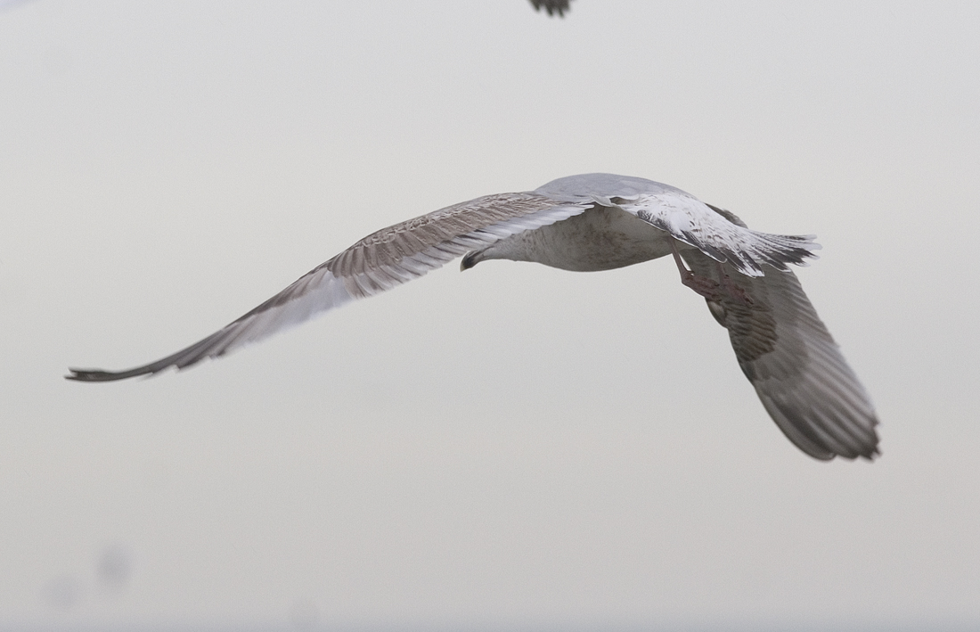 hg4cy20140218katwijk_8086.jpg