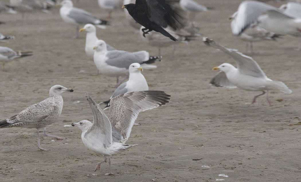 hg4cy20140218katwijk_8087.jpg