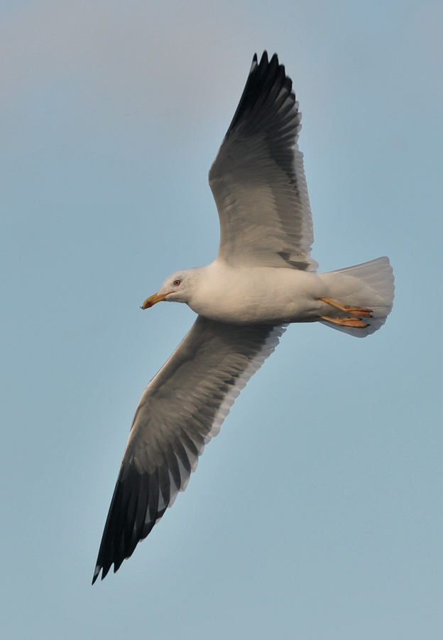 graellsii_ad_20140217_barneveld_8371.jpg