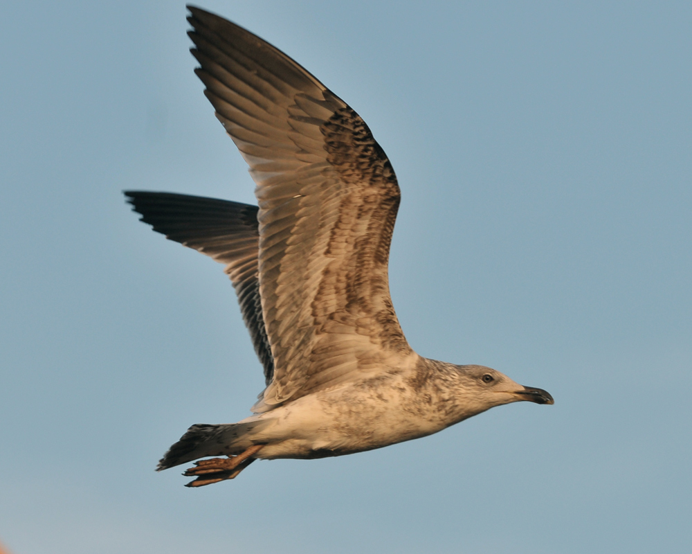 intermedius_3cy_20140217_barneveld_8498.jpg