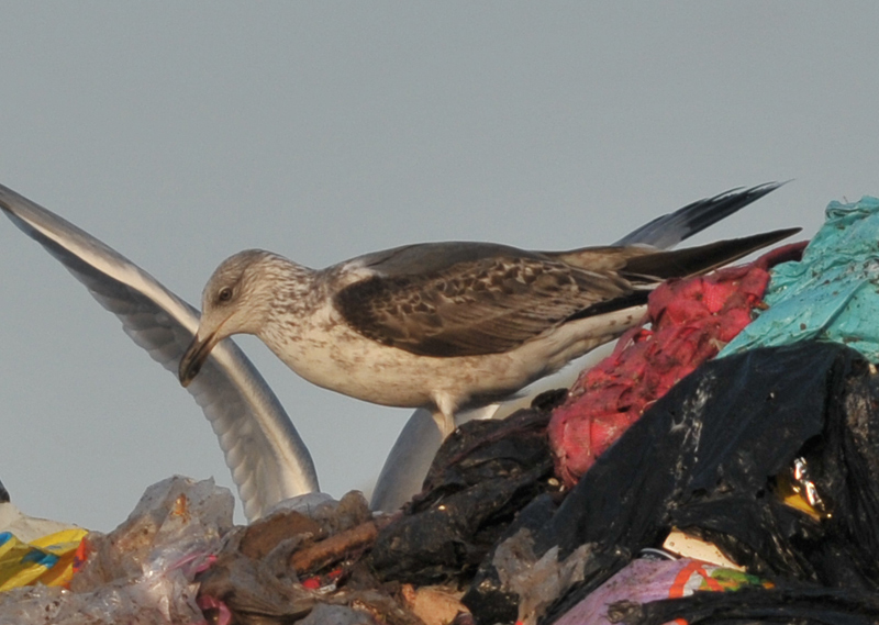 intermedius_3cy_20140217_barneveld_8488.jpg