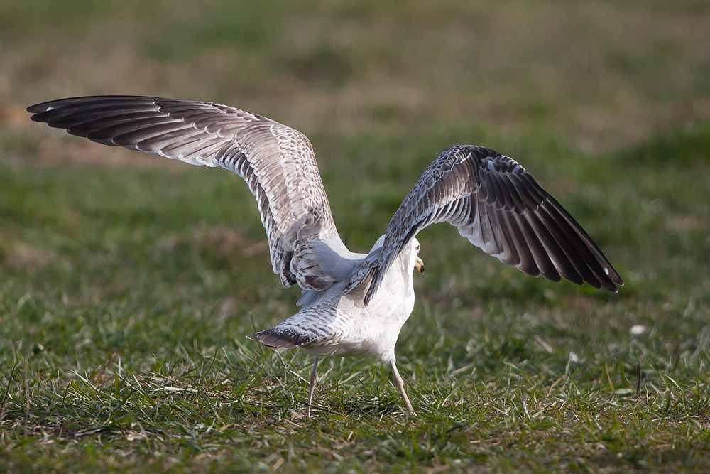 CG_3rdwinter_barred_rump_2834.jpg