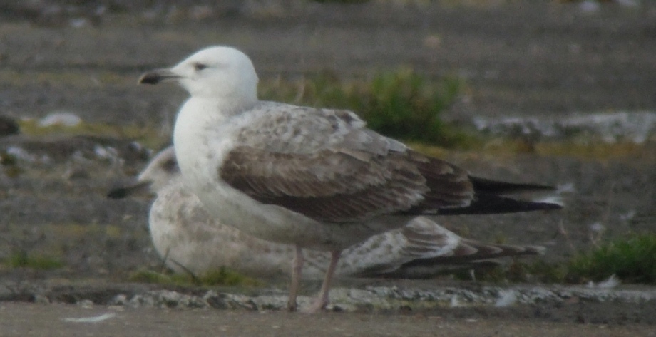 Caspoan gull 18thed.jpg