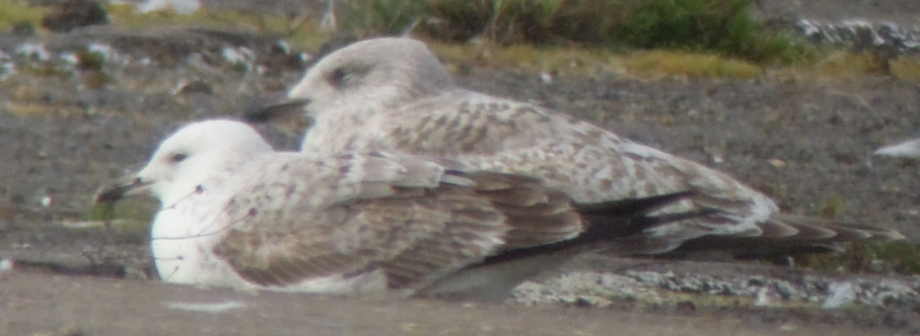 Caspian Gull 18th2ed.jpg