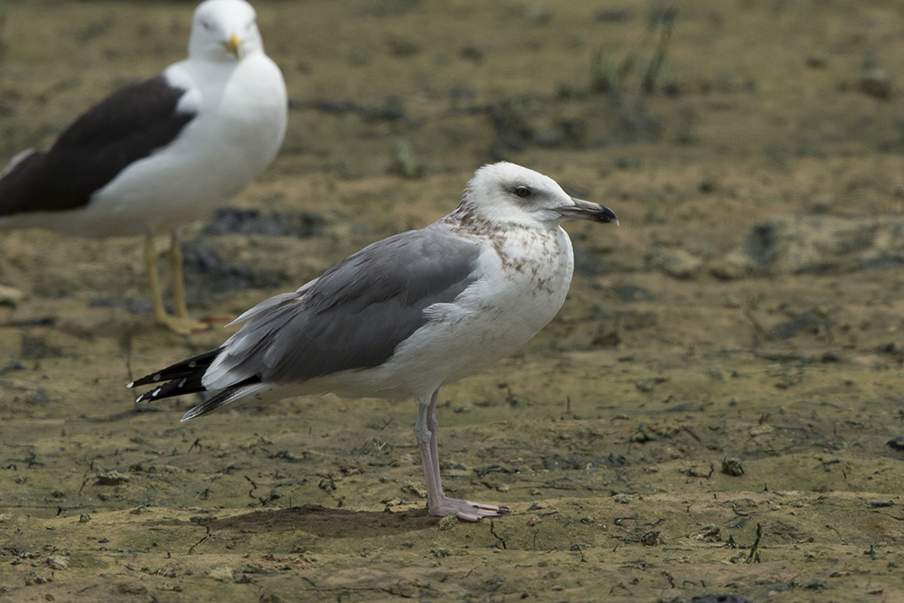 Sp. Gull BQ4R9971 Ashdod 15.4.14.jpg