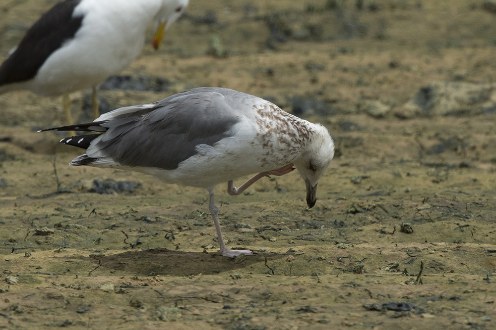 Sp. Gull BQ4R9968 Ashdod 15.4.14.jpg