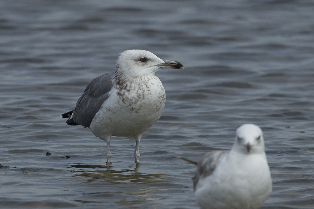 Sp. Gull BQ4R0089 Ashdod 15.4.14.jpg