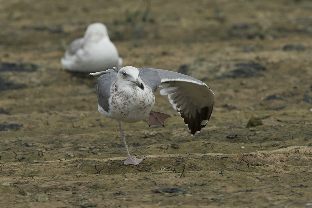 Sp. Gull BQ4R0021 Ashdod 15.4.14.jpg