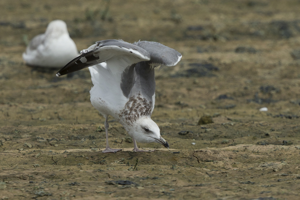 Sp. Gull BQ4R0046 Ashdod 15.4.14.jpg