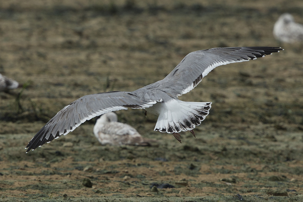 Sp. Gull BQ4R0077 Ashdod 15.4.14.jpg