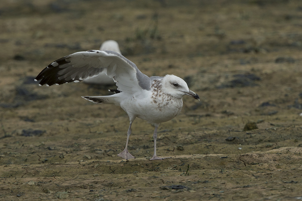 Sp. Gull BQ4R0016 Ashdod 15.4.14.jpg