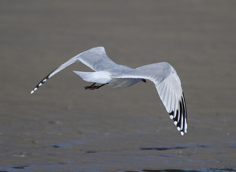 MedGull_2c_Boulogne_09-09-2012_008.JPG