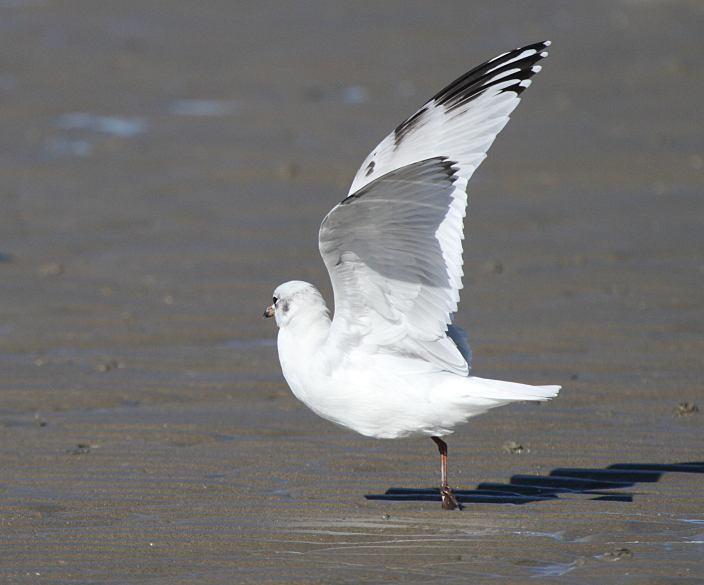 MedGull_2c_Boulogne_09-09-2012_017.JPG