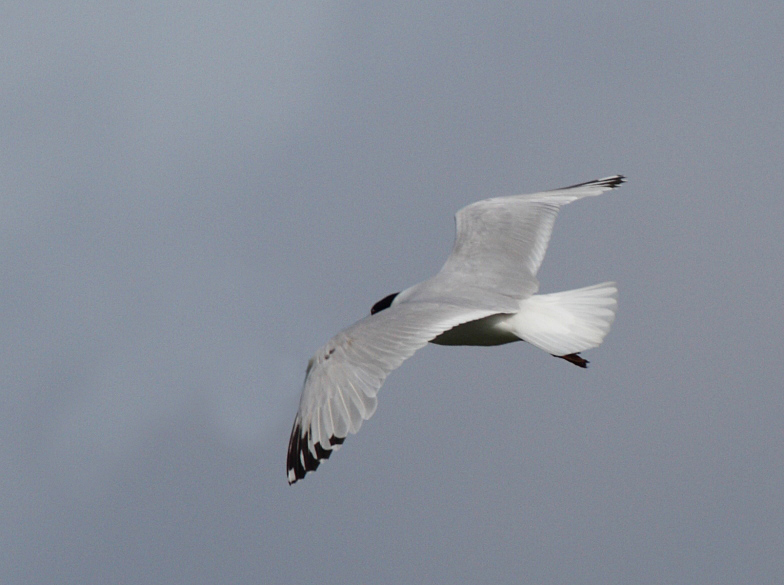 MedGull_2s_Zandvliet_23-06-2012_001.JPG