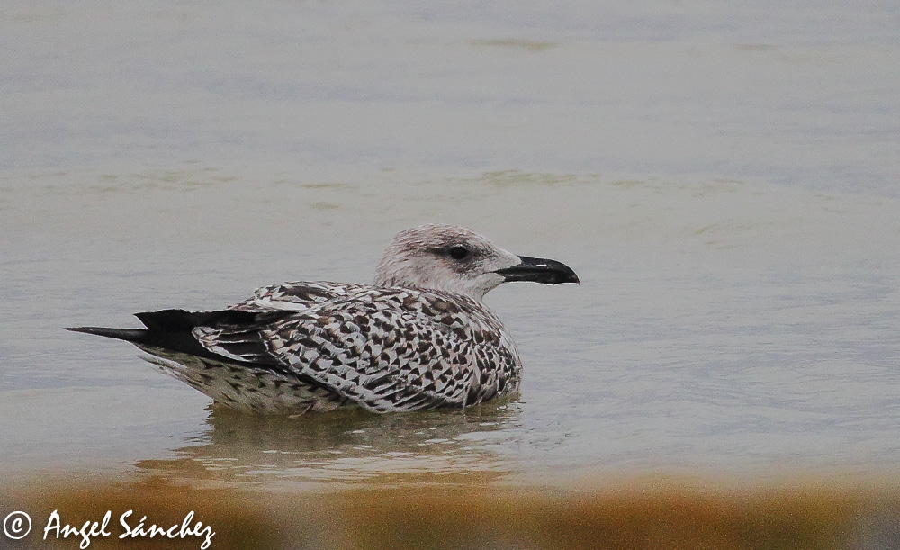 Larus-marinus-20141012_MG_0167 (1 de 1).jpg