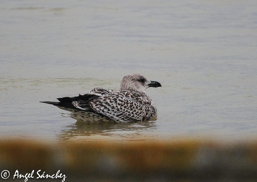 Larus-sp-20141012_MG_0169 (1 de 1).jpg